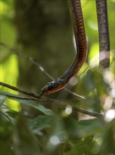 American whipsnake (Mastigodryas melanolomus), slithering on a branch, in the rainforest, Corcovado