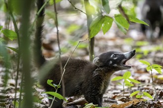 White-nosed coati (Nasua narica), adult, in the rainforest, Corcovado National Park, Osa, Puntarena