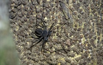 Common scourge spider (Paraphrynus laevifrons), spider sitting on a tree trunk, Corcovado National