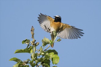 A common redstart (Phoenicurus phoenicurus), male, with outspread wings approaching the branch of