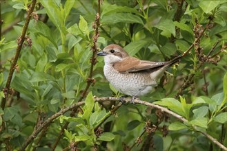 A Red-backed shrike (Lanius collurio), female animal, resting on a twig surrounded by green leaves,