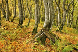 Gnarled beech forest in autumn on the Weissenstein, Swiss Jura in the canton of Solothurn,