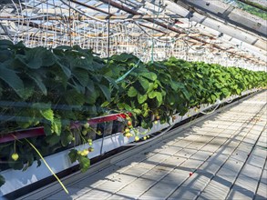 Greenhouse in Hveragerdi, heated by geothermal hot water, Iceland, Europe