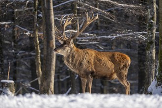 Red deer (Cervus elaphus), in the snow, winter, Vulkaneifel, Rhineland-Palatinate, Germany, Europe