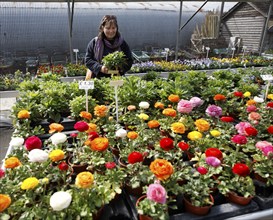 Garden Centre plant nursery, Ladybird Nursery, Gromford, Suffolk, England Model Released. Woman in