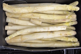 White Garden asparagus (Asparagus officinalis) in loose pieces Display of retail wholesale