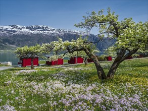 Campsite at the Sörfjord, branch of Hardangerfjord, apple trees in bloom, spring, Norway, Europe