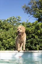 Mini Goldendoodle at the pool in summer heat, cross between Golden Retriever and Poodle, France,