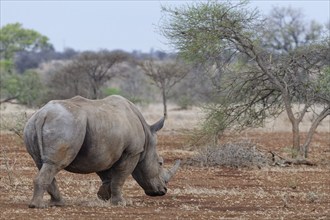 Southern white rhinoceros (Ceratotherium simum simum), adult male walking in dry grassland,