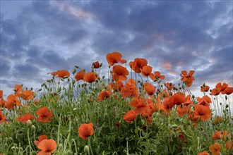 Poppy flower (Papaver rhoeas), towards the sky