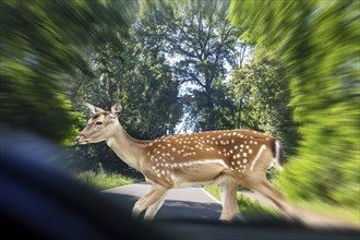 Symbolic image Danger from wildlife crossing: A deer crosses the road in front of a car (Composing)