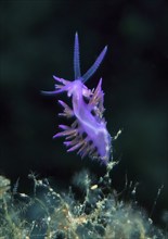 Edmundsella pedata (Edmunsella pedata), Mediterranean Sea, Tyrrhenian Sea, Italy, Europe