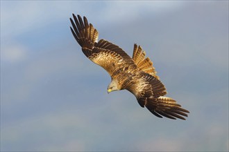 Red kite (Milvus milvus), flight photo, Hides De Calera / Black Vulture, Calera Y Chozas, Castilla