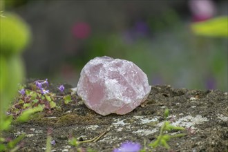 Rose quartz on an old stone wall, North Rhine-Westphalia, Germany, Europe