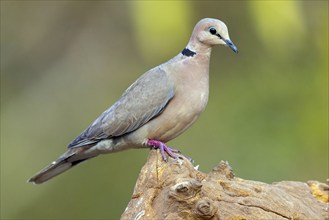 Red-crested Pigeon, (Streptopelia vinacea), Red-winged Turtle Dove, Morgan Kunda lodge / road to