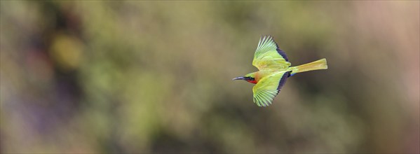 Red-throated Bee-eater, (Merops bulocki), flight photo, Bansang quarry, Bansang, South Bank,