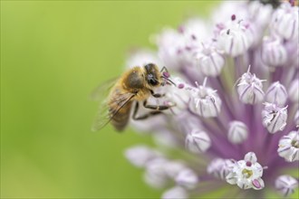 Bee (Apis mellifera) searching for pollen on a pink flower. Bas rhin, Alsace, grand est, France,