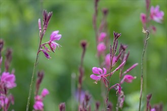 Gaura lindheimeri, North Rhine-Westphalia, Germany, Europe