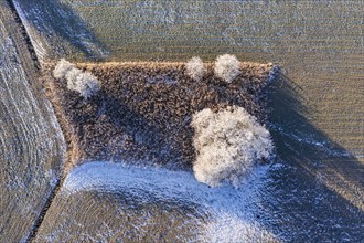 Aerial view of trees and a meadow in hoarfrost, winter, Tölzer Land, Alpine foothills, Upper