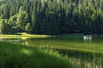 Spitzingsee, mountain lake with pond horsetail, water horsetail (Equisetum fluviatile), couple on