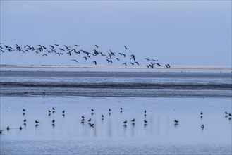 The Wadden Sea, East Frisia, between Bensersiel and Neuharlingersiel, Birds, Lower Saxony, Stairs,