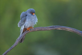 Red-footed Falcon, (Falco vespertinu), perching station, falcon family, Tower Hide, Tiszaalpár,