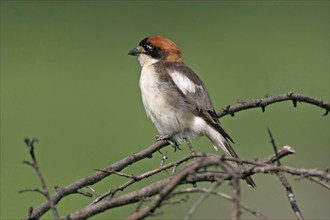 Woodchat shrike (Lanius senator), male, Black Sea coast, island of Lesbos, Greece, Europe