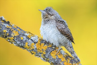 Wryneck on perch, (Jynx torquilla), Ormoz area, Ormoz, Podravska, Slovenia, Europe