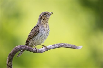 Wryneck on perch, (Jynx torquilla), Ormoz area, Ormoz, Podravska, Slovenia, Europe