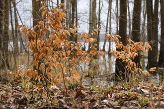 Brown coloured foliage of beech, Müritz National Park, Mecklenburg Lake District, Mecklenburg,