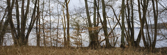 Trees on the shore of Lake Müritz, Müritz National Park, Mecklenburg Lake District, Mecklenburg,