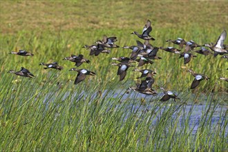 Blue-winged teal (Anas discors), group, flock, flock of birds, aerial view, flying, Viera Wetlands,