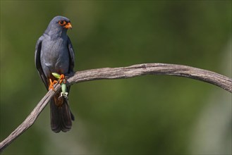 Red-footed Falcon, (Falco vespertinu), perching station, falcon family, Tower Hide, Tiszaalpár,