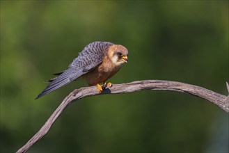 Red-footed Falcon, (Falco vespertinu), perching station, falcon family, Tower Hide, Tiszaalpár,