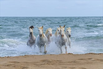 White Camargue horses galloping through the surf on the beach, dynamic and powerful scene,