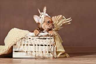 Mocca French Bulldog dog puppy with lace bunny ears in box in front of brown background