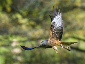 Red Kite, Milvus milvus, bird in flight