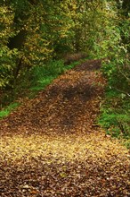 Autumn hiking trail, Germany, Europe