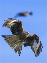 Red Kite, Milvus milvus, bird in flight