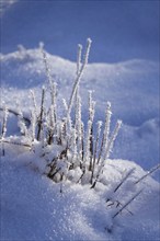 Wintertime, snow crystals, Saxony, Germany, Europe