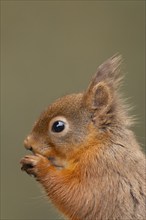 Red squirrel (Sciurus vulgaris) adult animal eating a nut, Yorkshire, England, United Kingdom,