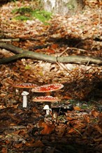 Fairytale toadstools (Amanita muscaria), October, Lusatia, Germany, Europe