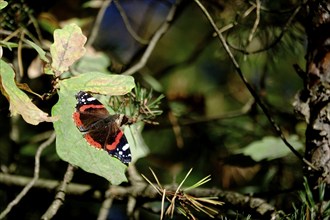 Admiral (Vanessa atalanta), October, Lusatia, Saxony, Germany, Europe