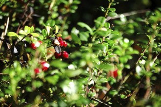 Cranberries, October, Lusatia, Saxony, Germany, Europe