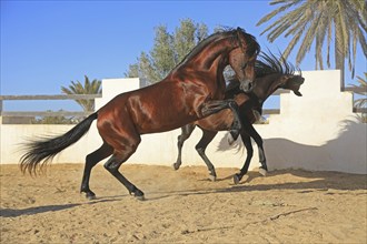 Berber horse, Djerba, Tunisia, Berber, Africa