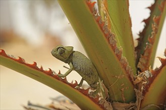 Chameleon (Chamaeleoninae), Djerba, Tunisia, Africa