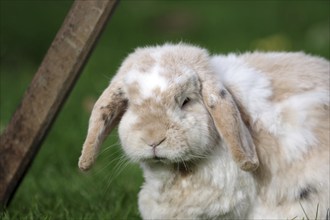 Ram rabbit (Oryctolagus cuniculus), rabbit, breed, portrait, floppy ears, A male ram rabbit sits in