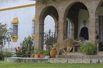 Cheetah (Acinonyx jubatus), meadow, captive