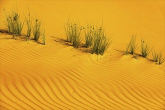 Wind-sculpted sand structure with green vegetation, in the Rub al Khali desert, Dhofar province,