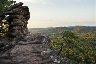 Sandstone rocks, Rötzenfelsen, sunrise, Gossersweiler-Stein, Palatinate Forest, Palatinate Forest,